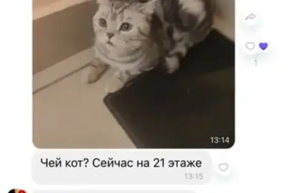 Найдена домашняя кошка в Октябрьском районе, Самара