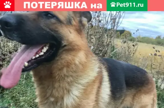 Пропала собака Алый в Тюменской области