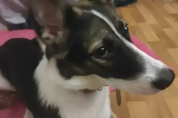 Пропала собака Белла на Преображенской площади