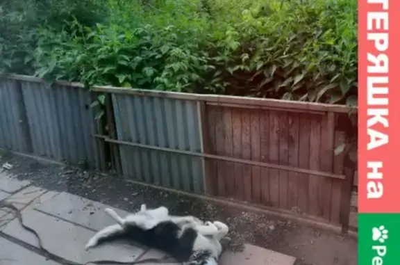 Собаки потеряшки, Нижний Новгород, фото: Потеряшка хаски Филя на улицах Фруктовая и Родионова!