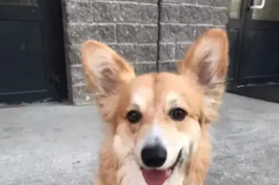 Найдена собака у метро Девяткино