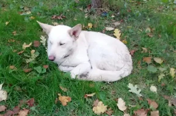 Найдена собака в Кузнечиках, Подольск