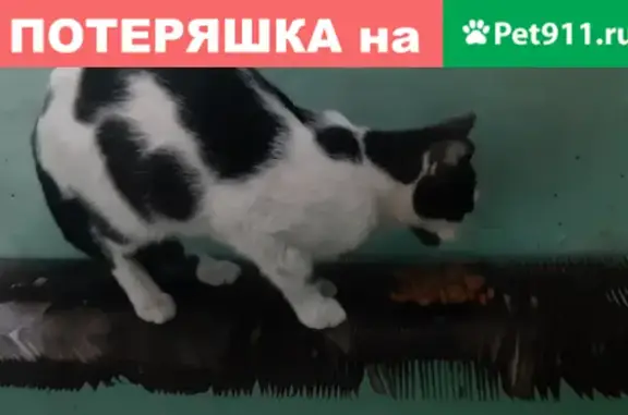 Найдена ласковая кошка на Бакинских Комиссаров 118