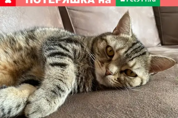 Пропала кошка Туся в Посёлке Окский