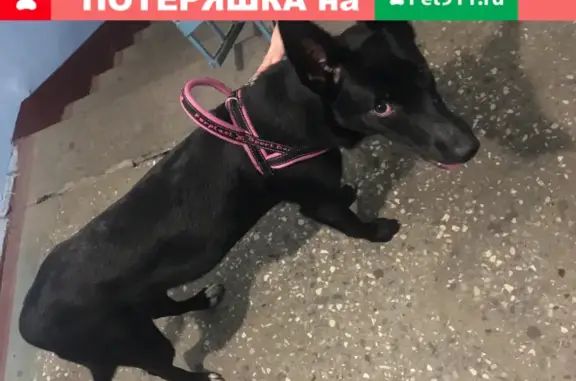 Найдена домашняя собака на Ленинском 34