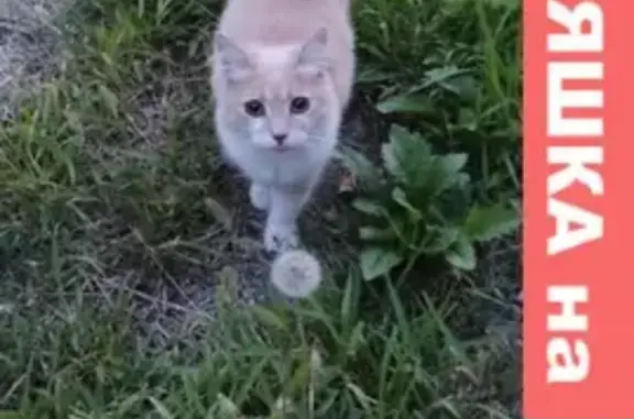 Кошки потеряшки, Краснодар, фото: Потеряшка кошка на Темрюкской улице, Краснодар.