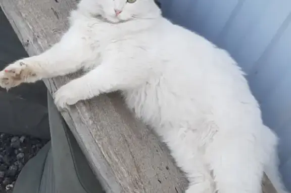 Пропала белая кошка в Житово-Дедово, Щекинский район