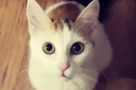 Кошки потеряшки, Краснодар, фото: Потеряшка кошка на улице Стасова, Краснодар