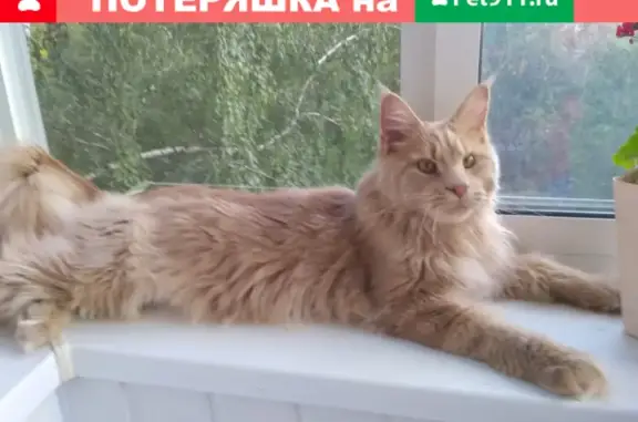 Пропала кошка Кевин, рыжий Мэй Кун. ЖСК Шарташский, Екатеринбург.