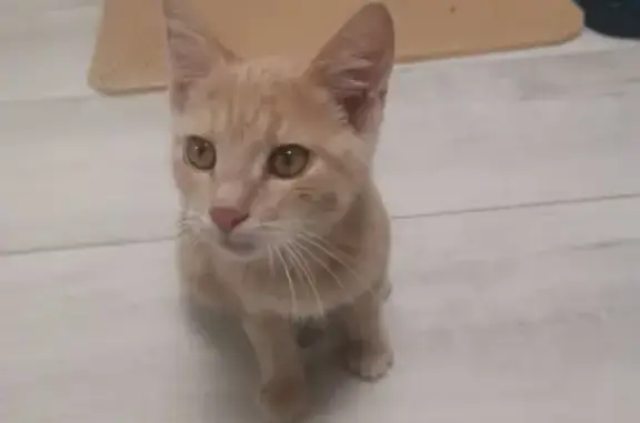 Найден домашний котенок в Рассказовке, ищем хозяев