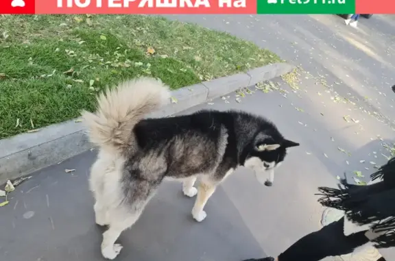 Собака найдена на Малой Тульской улице, Москва