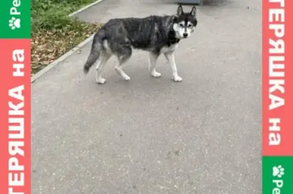 Найдена собака в Парке 1 Мая, метро Чкаловская
