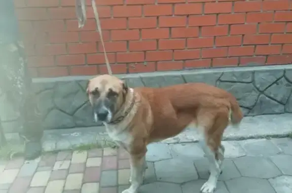 Найдена домашняя собака в Матырском, Липецк