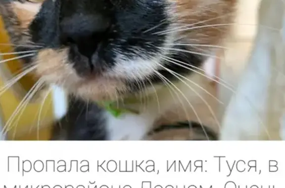 Пропала трёхцветная кошка по адресу 142, Ершовский микрорайон, Иркутск