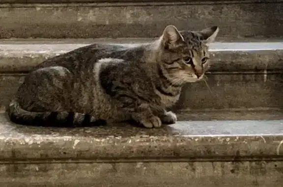 Найдена серая кошка на Площади Победы, Москва