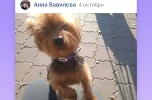 Собака найдена на 1-й Полевой улице в Молодцово, Ленобласть, Россия