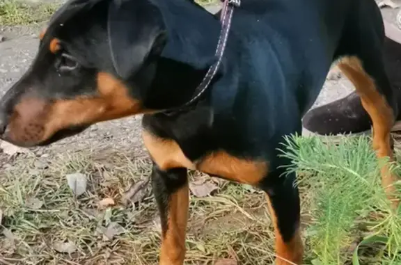 Собака найдена в Можайском/Наро-Фоминском районе