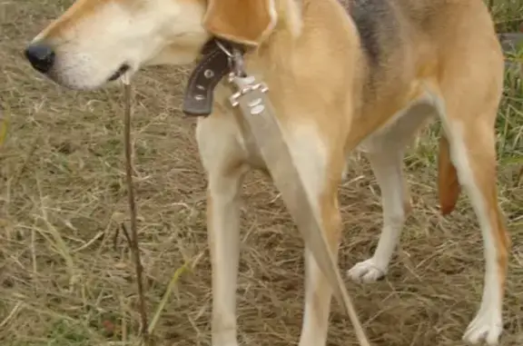 Пропала собака в Верхнем Мывале, Пензенская область