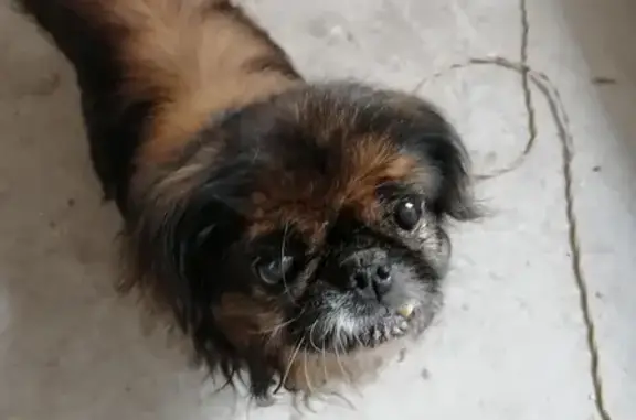 Собака Пекинес найдена на дачах в Брянске
