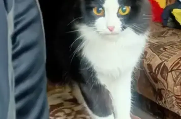 Пропала кошка в Йошкар-Оле, приметное отличие - белая шерстка на груди и животике