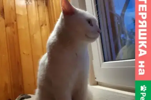 Кошки потеряшки, Москва, фото: Потеряшка кошка в СНТ 