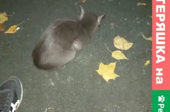 Найдена кошка в Сокольниках на Б. Остроумовской