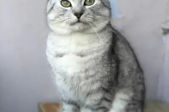 Кошки потеряшки, Санкт-Петербург, фото: Потеряшка кошка на Парашютной улице, Санкт-Петербург