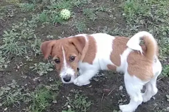 Пропала собака в Пискаревском парке, вознаграждение гарантировано!