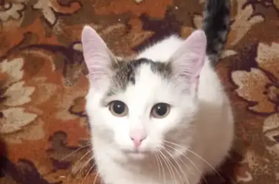 Найдена кошка в Боровом: помогите найти хозяев, ул. Степанова 213