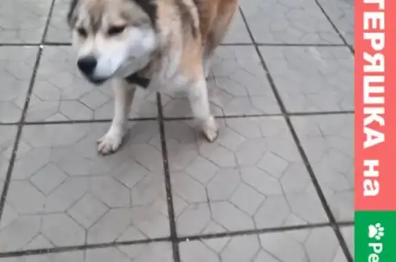 Собака найдена на Зелёной улице в Магнитогорске