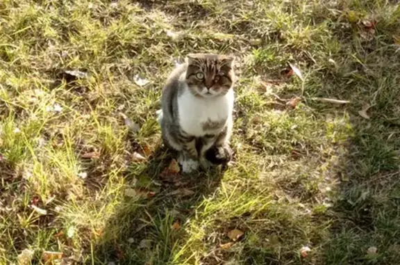 Потерян котик на Солнечной 54