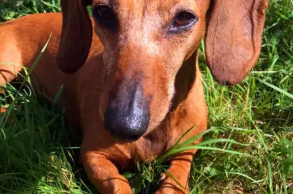 Собаки потеряшки, Нижний Новгород, фото: Потеряшка такса Микки в пос. Алешино, Нижегородская область