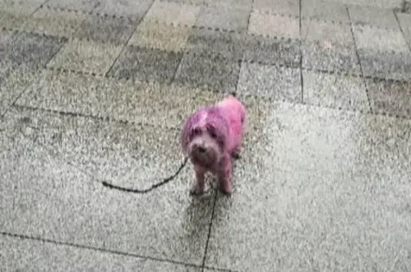 Пропала собака в районе Менделеевской-Новослободской, сиреневого цвета.