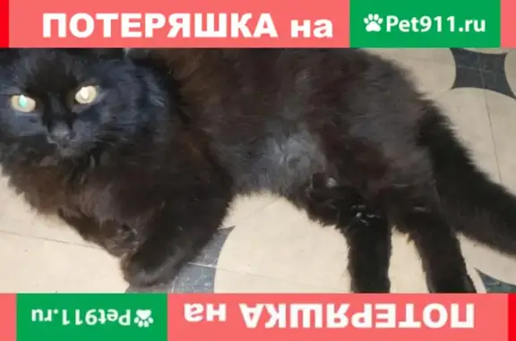 Пропала кошка Макс на ул. Данилова (Симферополь)