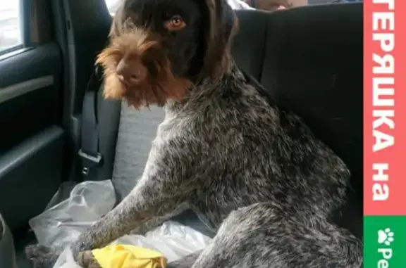 Потерянные животные Томск, фото: Пропала собака в Томске, район Подсолнухи, за вознаграждение.