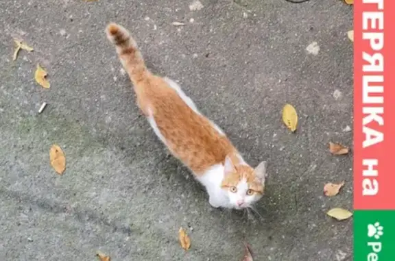 Найден рыжий кот на Большой Юшуньской, Москва