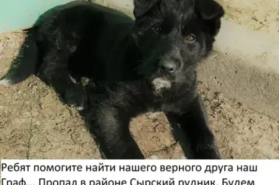 Потерянные животные Липецк, фото: Пропала собака Граф в районе школы №70