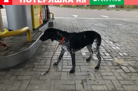 Найдена собака на заправке Роснефть, Никитское