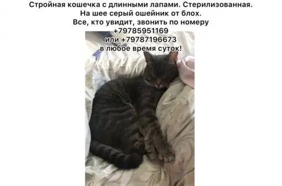 Пропала кошка в Симферополе, район Марьино, кличка Рики, тел. +79785951169 или +79787196673