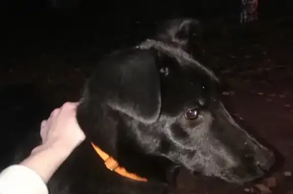 Найдена собака в районе остановки Лисиха, Оранжевый ошейник