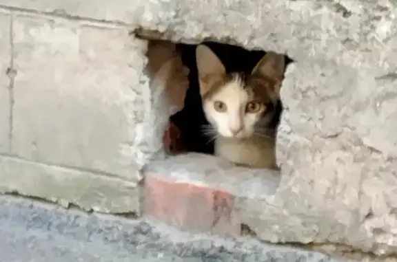 Кошка найдена на Железноводской улице, СПб.