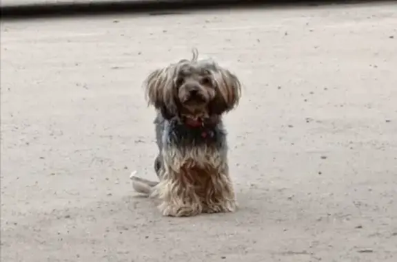 Найдена собака в Люблино на Егорьевском проезде