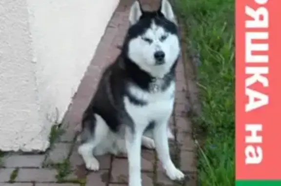 Пропала собака Амур на Старокачаловской улице