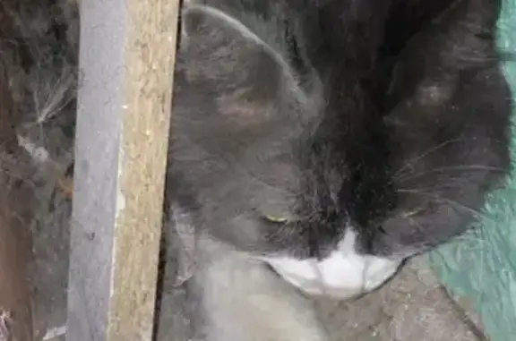 Найдена пугливая кошка на Ул. Ошарская, 21