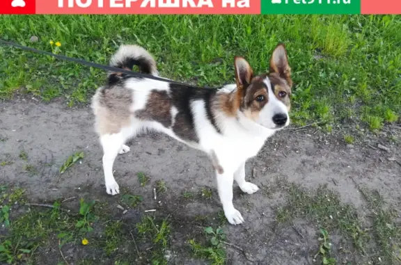Пропала собака Барни в деревне Золотуха, Шекснинский район