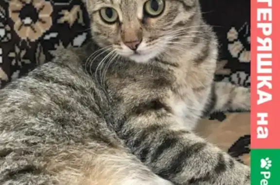 Пропала кошка Алиса в Рассказово, Тамбовская область
