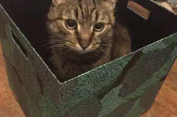 Кошки потеряшки, Санкт-Петербург, фото: Потеряшка кошка Баркас по адресу ул. А. Невского 3, СПб.