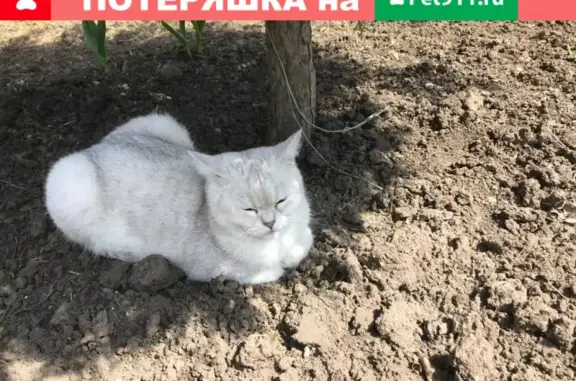 Пропала кошка Кот на ул. Тургенева, Новочеркасск