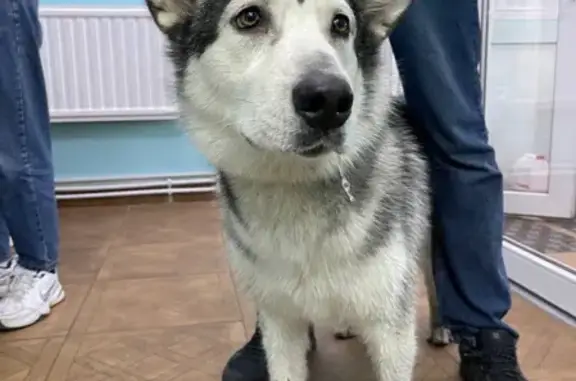 Найдена собака в Юнтоловском заказнике, Санкт-Петербург