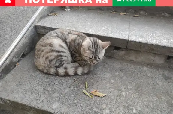 Кошка с ошейником найдена у метро Новогиреево (адрес: Зелёный проспект 77 к1)